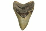 Giant, Fossil Megalodon Tooth - Foot Shark! #192472-2